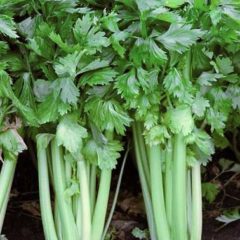 Celery Darklet F1