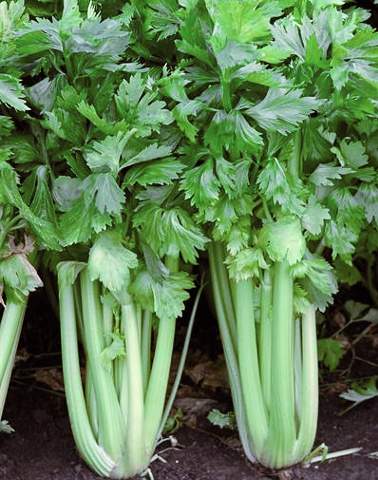 Celery Darklet F1