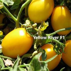 Τομάτα Yellow River F1