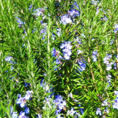 Δεντρολίβανο Rosemary