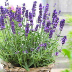 Λεβάντα Hidcote Lavender