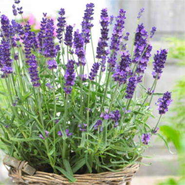 Λεβάντα Hidcote Lavender