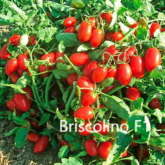 Χαμηλή τομάτα Briscolino τ. Cherry