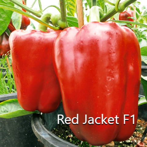 Φλάσκα πιπεριά Red Jacket F1