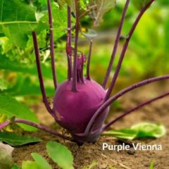 Γογγυλοκράμβη (kohlrabi) Purple Vienna