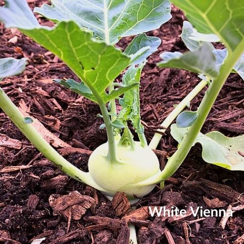 Γογγυλοκράμβη (kohlrabi) White Vienna